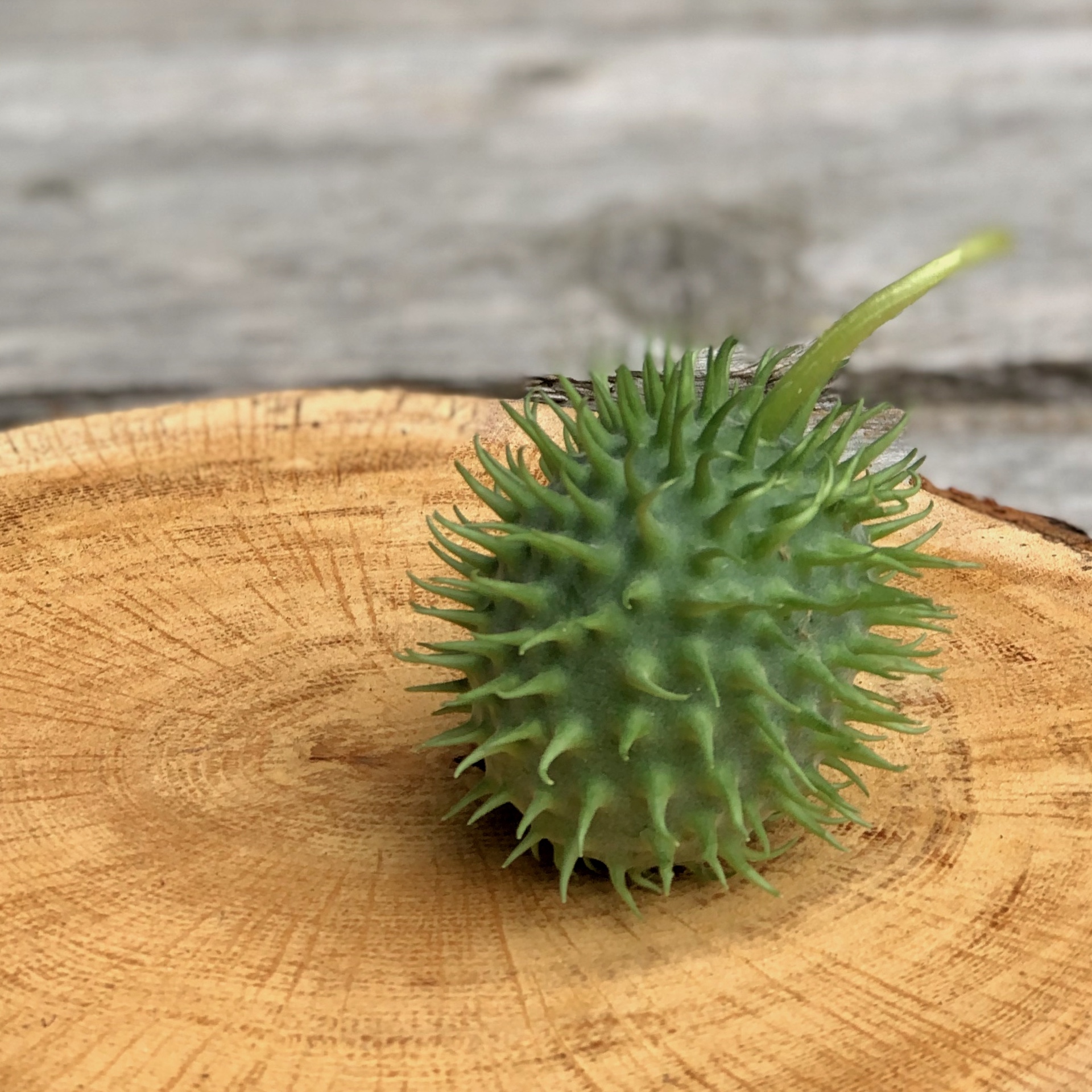 Ziergurken Cucumis Sorte  Hirsutus grün auf einer Holzscheibe liegend für die Herbstdeko zum Kaufen