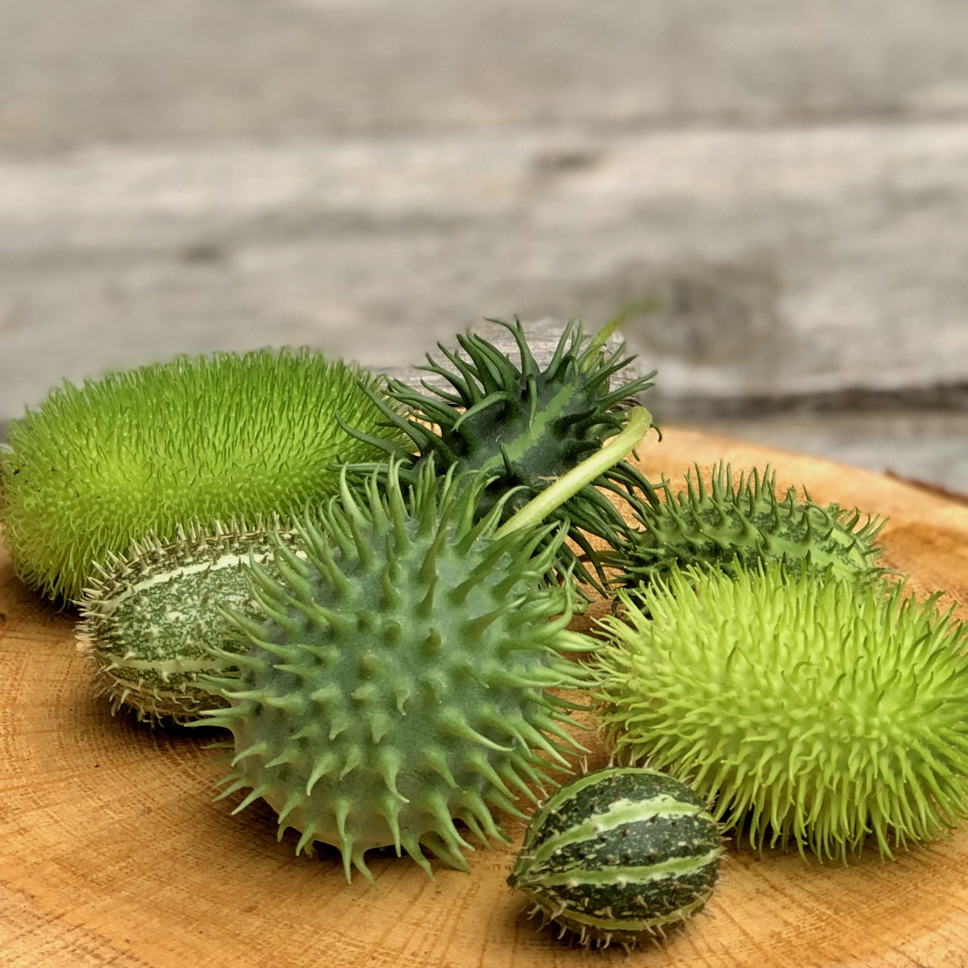 Ziergurken Cucumis in unterschiedliche Formen auf eine Holzscheibe liegend für die Herbstdeko als Set zum Kaufen